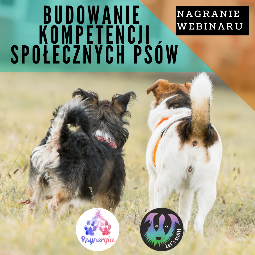 Nagranie webinaru „Budowanie kompetencji społecznych psów.” Psynergia + Let`s sniff